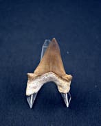 Requin - Dent fossile - XXL Otodus obliquus high quality