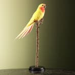 Prinses-van-Walesparkiet Lutino, Ophalen of Verzenden, Opgezet dier