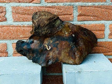 Wolharige mammoet - Fossiele schedel - Mammuthus primigenius, Verzamelen