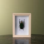 Mecynorhina Kever in Lijst, Verzamelen, Ophalen of Verzenden, Nieuw, Insect, Opgezet dier