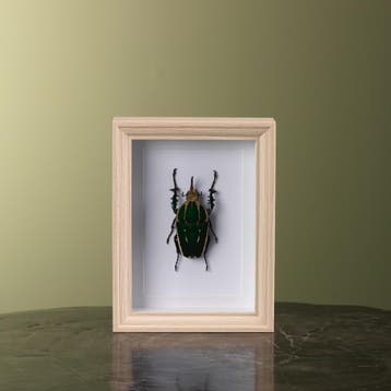 Mecynorhina Kever in Lijst, Verzamelen, Ophalen of Verzenden, Nieuw, Insect, Opgezet dier
