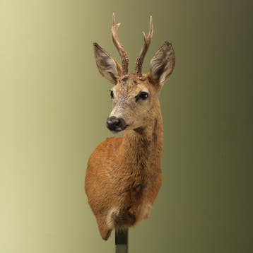 Reebok Zomervacht Offset Taxidermie Opgezette Dieren By Max, Ophalen of Verzenden, Nieuw, Wild dier, Opgezet dier