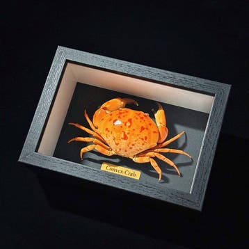 Krab Taxidermie wandmontage - Carpilius convexus - 4 cm - 6