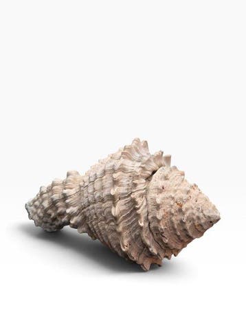 Gastropode - Gefossiliseerde schelp - Hystrivasum locklini -