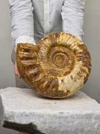 Ammoniet - Gefossiliseerd dier - Large Ammonite Fossil –, Verzamelen, Mineralen en Fossielen