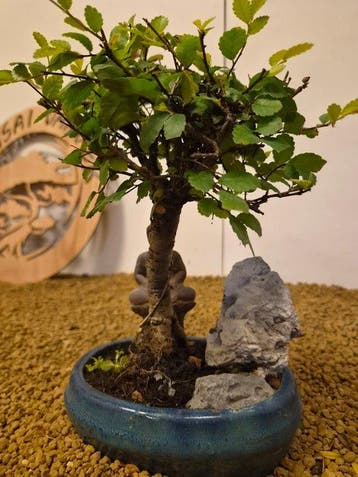zelkova - Hoogte (boom): 22 cm - Diepte (boom): 17 cm -