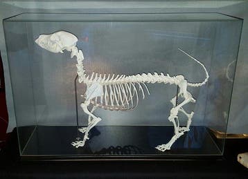 tekkel Skelet - Canis lupus familiaris - 44 cm - 64 cm - 19, Verzamelen, Nieuw