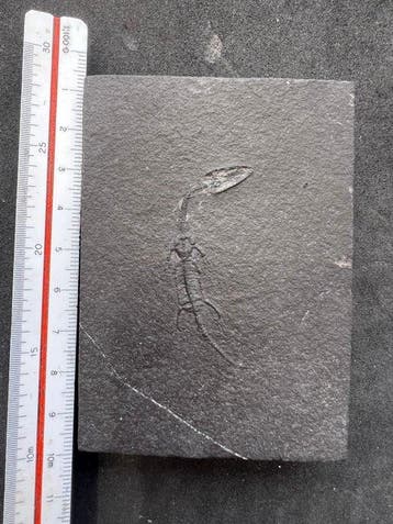 Reptile marin - Animal fossilisé - Fossile de Keichousaurus