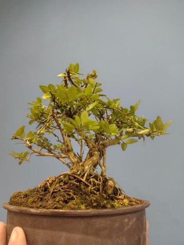 bonsai van kamperfoelie - Hoogte (boom): 10 cm - Diepte