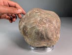 Zee-egel met bijpassende Original Matrix - Fossiel skelet -, Verzamelen