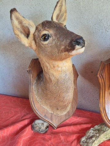 Chevreuil Support mural pour taxidermie - Capreolus, Collections