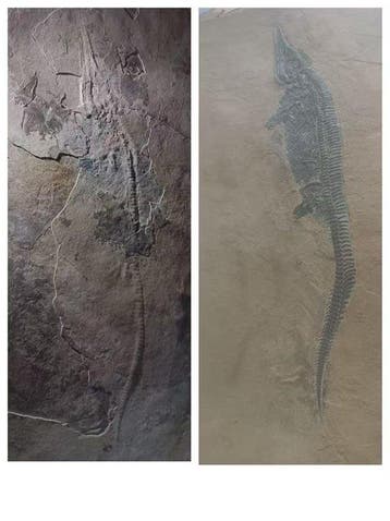 Fossiel - Fossiele matrix - Mixosaurus - 69 cm - 46 cm