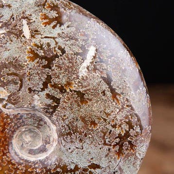 Ammonite exclusive sur socle en laiton tourné - Fragment