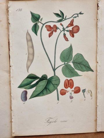 Felice Cassone (1815/ 1854) - Lot. of 9 sheets - Lupino e