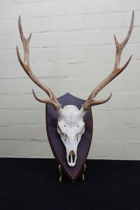 Sika Deer Schedel met gewei - Cervus nippon - 38 cm - 55 mm, Verzamelen, Dierenverzamelingen
