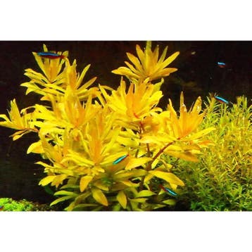Nesaea pedicellata Golden - Pot, Verzenden