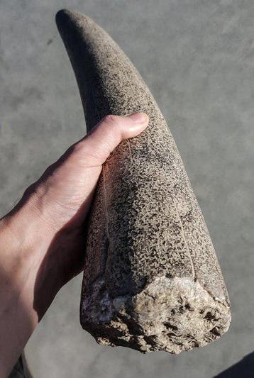 Stegodont - Gefossiliseerde slagtand - 530 mm - 90 mm