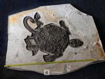 Reusachtig schildpaddossiel uit het vroege Krijt - 30 cm -, Verzamelen