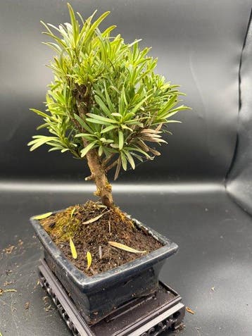 Bonsaï Pin des Bouddhistes (Podocarpus macrophyllus) -