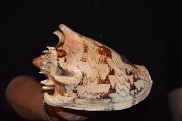 Zeeslak Zeeschelp - S-547 CYMBIOLA IMPERIALIS (Zonder, Nieuw