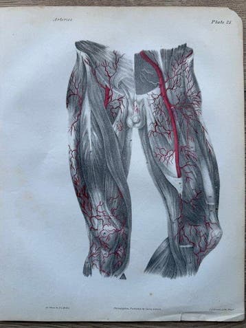 P. S. Duval (XIX) - A Series of Anatomical Plates,