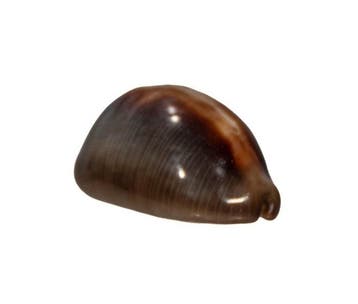 Buikige Kauri: Cypraea ventriculus (46 mm) – onberispelijk