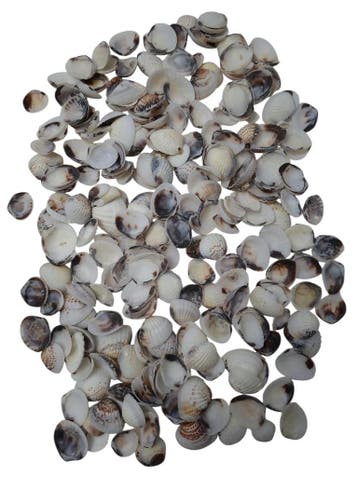 Karandai Chippy schelpen 1 kilo, Nieuw