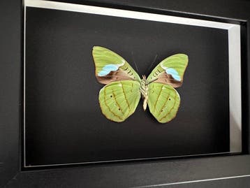 Vlinder Taxidermie volledige montage - Nessaea hewitsonii -, Nieuw
