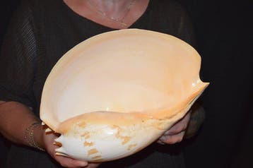 Escargot de mer Coquillage marin - S-01 MELO UMBILICATUS