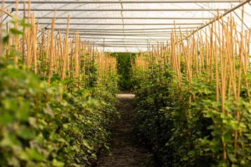 Klimop - Klimop Hedera Helix - 60 t/m 200cm, Ophalen of Verzenden