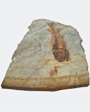 Vis - Gefossiliseerd dier - Fossil Fish from China