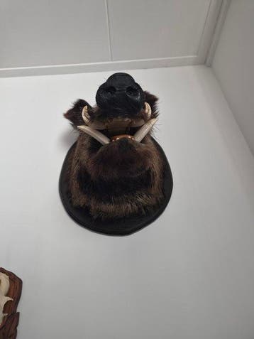 Wild zwijn Taxidermie volledige montage - Sus Scrofa - 60 cm
