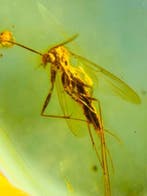 Ambre naturelle dinsectes Ambre doré Diptères - Ambre -