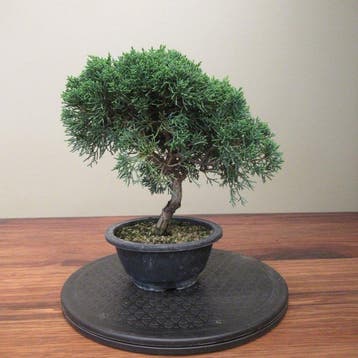 Juniperus sinensis - Hoogte (boom): 24 cm - Diepte (boom):