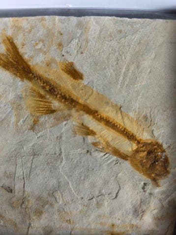 Vis - Gefossiliseerd dier - Lycoptera - 11 cm (Zonder
