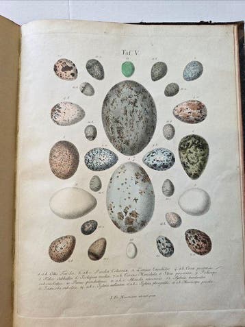 Grässner, Fürchtegott - Die Vögel Deutschlands und ihre Eier