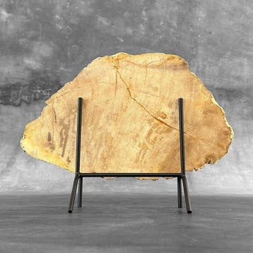 Prachtige grote schijf van zeldzaam rood versteend hout op