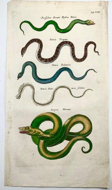 Matthäus Merian (b.1593) Hand coloured folio: Reptiles,, Antiek en Kunst
