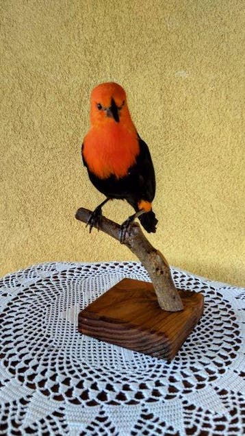 Merlo met een scharlaken kop Taxidermie volledige montage -