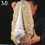 Grotere fossiele schelp - Campanile Giganteum – De fossiele