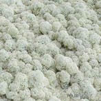 Rendiermos IJslandsmos Finlandsmos 15 kilo, Nieuw