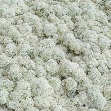Rendiermos IJslandsmos Finlandsmos 15 kilo, Nieuw