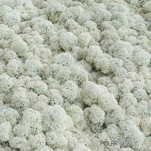 Rendiermos IJslandsmos Finlandsmos 15 kilo, Huis en Inrichting, Woonaccessoires | Kunstplanten en Kunstbloemen, Nieuw