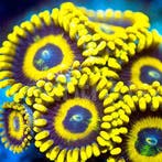 Zoanthus La lakers (yellow) Frag (2-3 polypen), Animaux & Accessoires, Animaux Autre