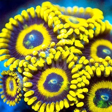 Zoanthus La lakers (yellow) Frag (2-3 polypen), Animaux & Accessoires