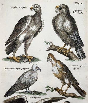 Matthäus Merian (1593-1650) - hand coloured folio: Eagles,