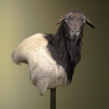 Somalisch Schaap Taxidermie Opgezette Dieren By Max, Verzamelen, Ophalen of Verzenden, Nieuw, Wild dier, Opgezet dier