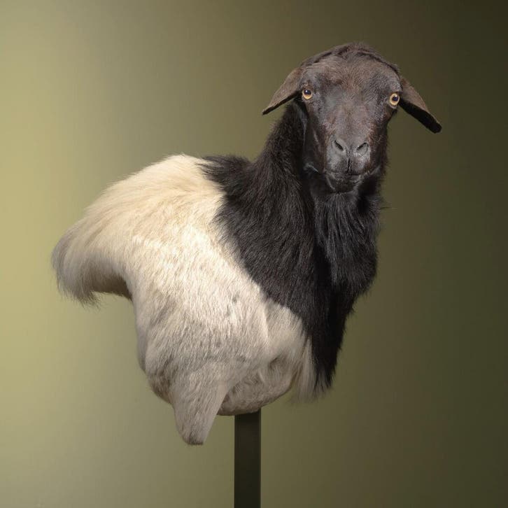 Somalisch Schaap Taxidermie Opgezette Dieren By Max, Collections, Collections Animaux, Enlèvement ou Envoi