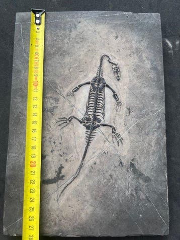Reptile marin - Animal fossilisé - Fossile de Keichousaurus