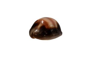 Cypraea ventriculus (Buikachtige Kauri) – Exquis